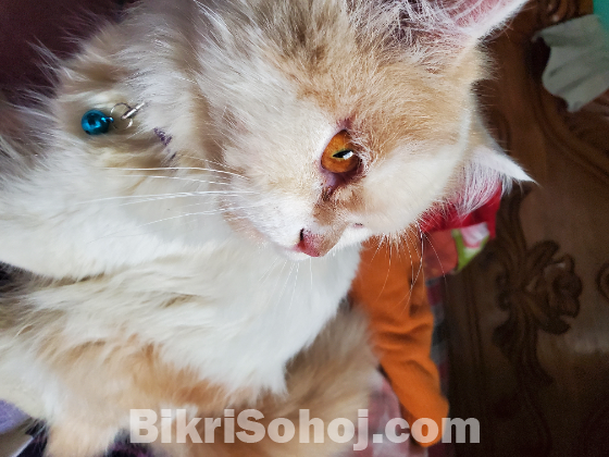 Chailo persian cat